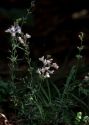 Linaria repens (L.) Mill. attēls