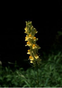 Linaria vulgaris Mill. attēls