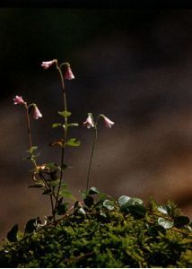 Linnaea borealis L. attēls