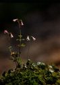 Linnaea borealis L. attēls