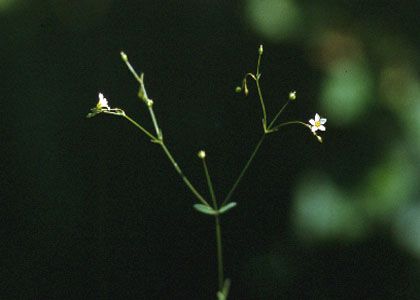 Linum catharticum L. attēls