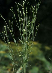 Linum usitatissimum L. attēls