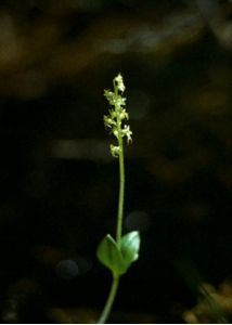 Listera cordata (L.) R.Br. attēls