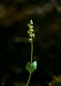 Listera cordata (L.) R.Br. attēls