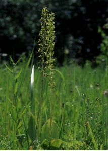 Listera ovata (L.) R.Br. attēls