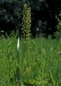 Listera ovata (L.) R.Br. attēls
