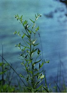 Lithospermum officinale L. attēls