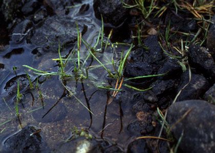 Littorella uniflora (L.) Asch. attēls