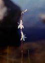 Lobelia dortmanna L. attēls