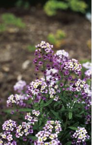 Lobularia maritima (L.) Desv. attēls