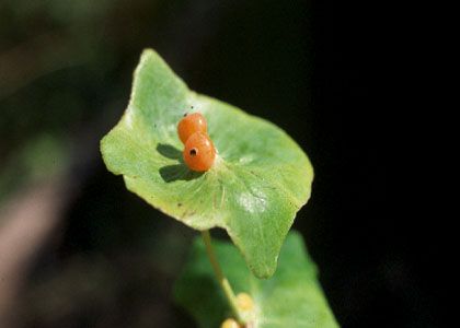 Lonicera caprifolium L. attēls