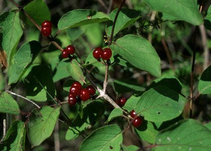 Lonicera xylosteum L. attēls