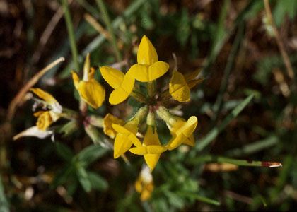 Lotus corniculatus L. s.str. attēls