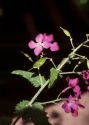 Lunaria annua L. attēls