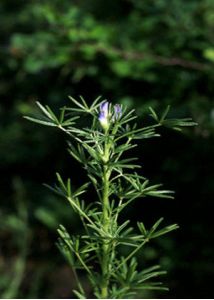 Lupinus angustifolius L. attēls