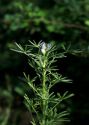 Lupinus angustifolius L. attēls