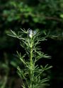 Lupinus angustifolius L. attēls