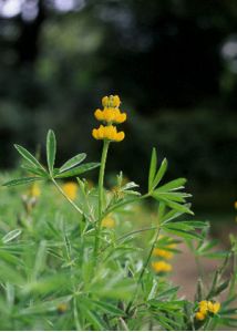 Lupinus luteus L. attēls