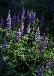 Lupinus polyphyllus Lindl. attēls