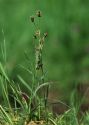 Luzula campestris (L.) DC. attēls