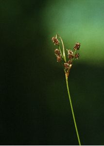 Luzula multiflora (Ehrh.) Lej. attēls