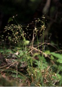 Luzula pilosa (L.) Willd. attēls