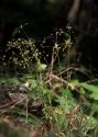 Luzula pilosa (L.) Willd. attēls