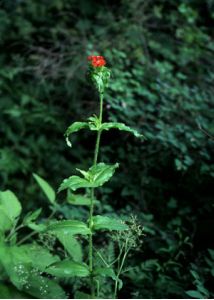 Lychnis chalcedonica L. attēls