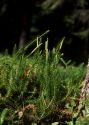 Lycopodium annotinum L. attēls