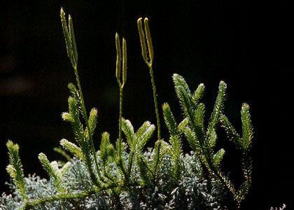 Lycopodium clavatum L. attēls