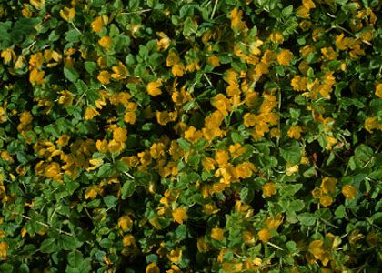 P avas Zeltene Lysimachia Nummularia L Augi Latvijas Daba