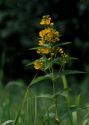 Lysimachia vulgaris L. attēls