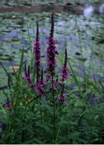 Lythrum salicaria L. attēls