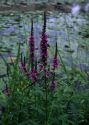 Lythrum salicaria L. attēls