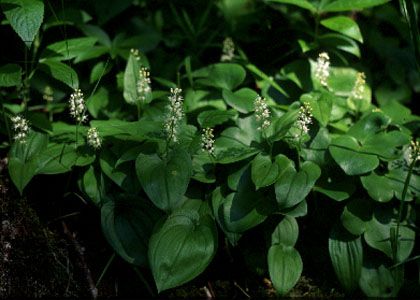 Maianthemum bifolium (L.) F.W.Schmidt attēls