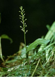 Malaxis monophyllos (L.) Sw. attēls