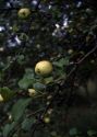 meža ābele attēls