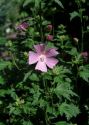 Malva alcea L. attēls