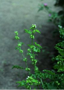 Malva crispa (L.) L. attēls