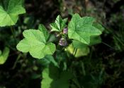 Malva pusilla Sm. attēls