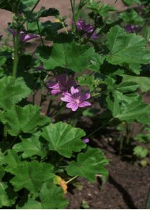 Malva sylvestris L. attēls