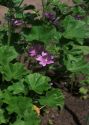 Malva sylvestris L. attēls