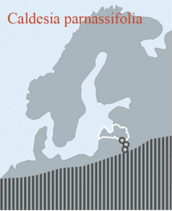 Caldesia parnassifolia (Bassi) Parl. karte