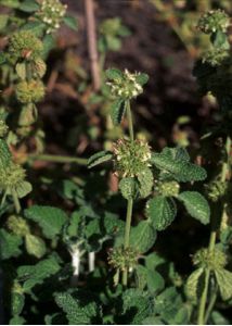 Marrubium vulgare L. attēls