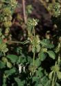 Marrubium vulgare L. attēls