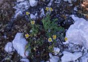 Matricaria maritima L. attēls