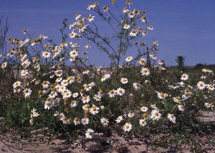 Matricaria perforata Mérat attēls