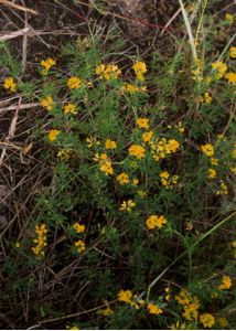 Medicago falcata L. s.l. attēls