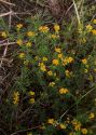 Medicago falcata L. s.l. attēls