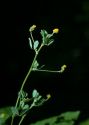 Medicago lupulina L. attēls